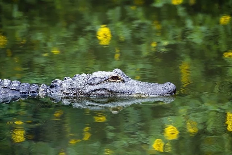 Alligatore – Significato E Simbolismo Dei Sogni 1