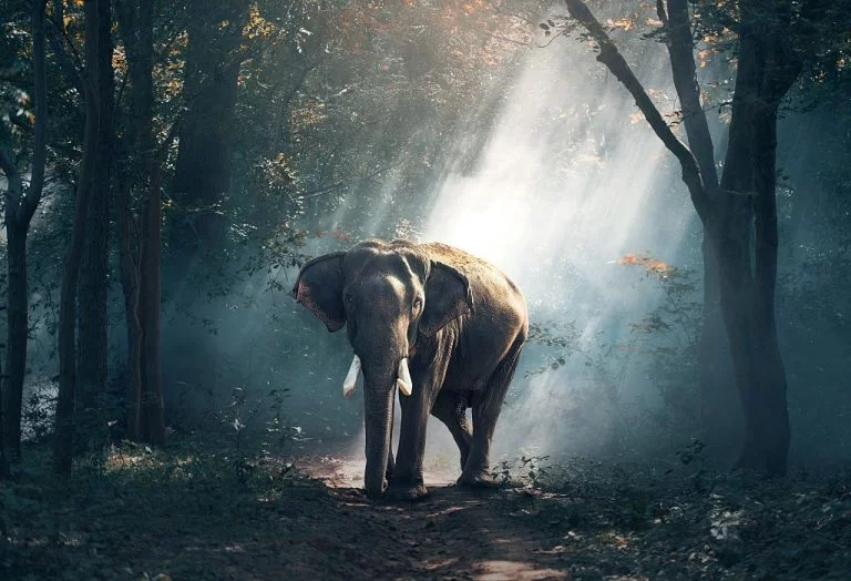 Elefante - Significato E Simbolismo Dei Sogni 1
