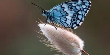 La Farfalla – Significato E Simbolismo Dei Sogni 6