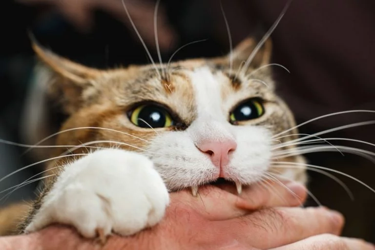 Cat Biting