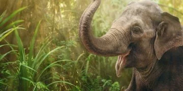 Elefante – Significato E Simbolismo Dei Sogni 8