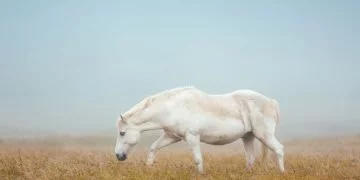 Cavallo Bianco – Significato E Simbolismo Dei Sogni 10