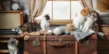 Molti Gatti – Significato E Simbolismo Dei Sogni 28
